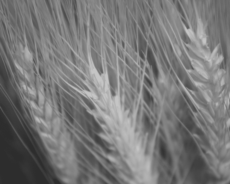 une image en très gros plan de blé pour représenter le secteur agroalimentaire.